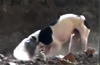 Stray dog with plastic bottle stuck on head finally rescued